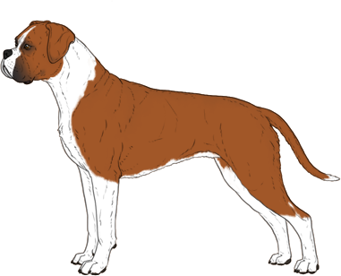 Random Dog