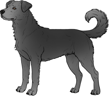 Random Dog