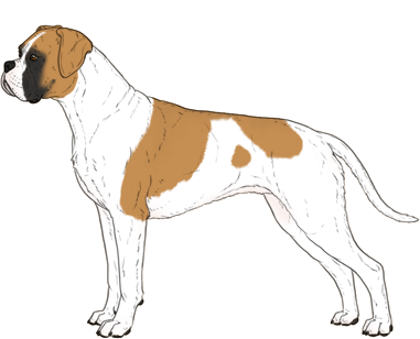 Random Dog