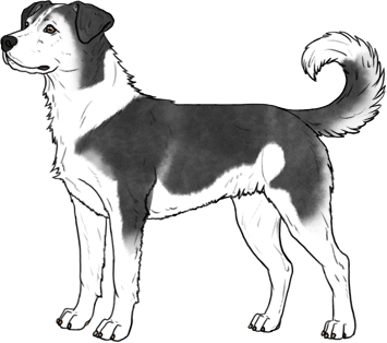 Random Dog