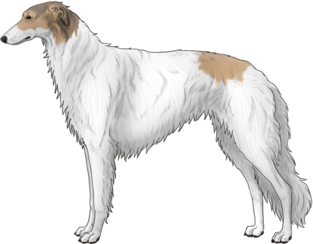 Random Dog