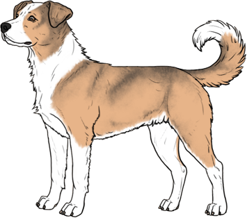 Random Dog