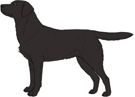 Random Dog