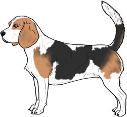 Random Dog