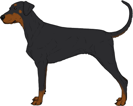Random Dog