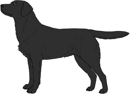 Random Dog