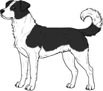 Random Dog