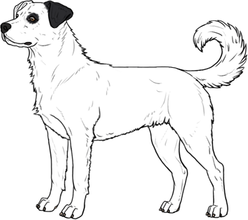 Random Dog