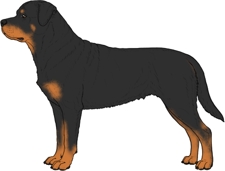 Random Dog