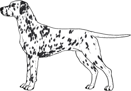Random Dog