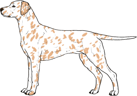 Random Dog