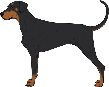 Random Dog