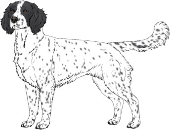 Random Dog