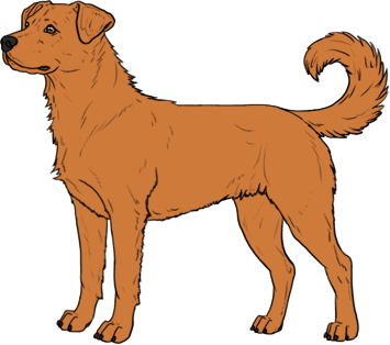 Random Dog