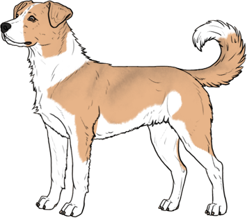 Random Dog