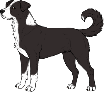 Random Dog