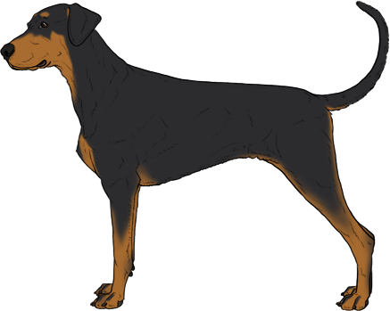Random Dog