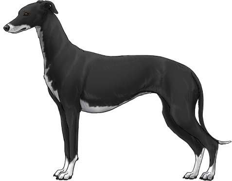 Random Dog