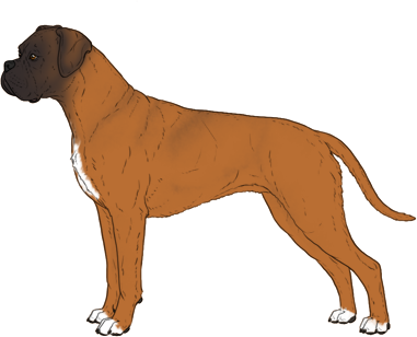 Random Dog