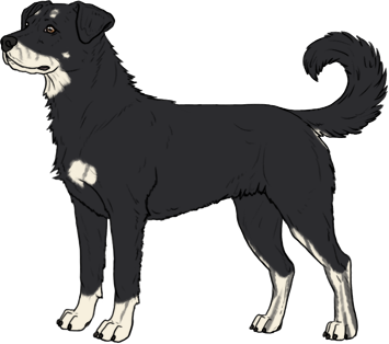 Random Dog