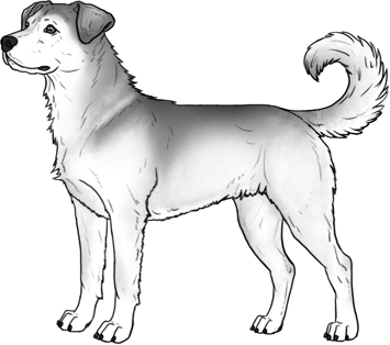 Random Dog