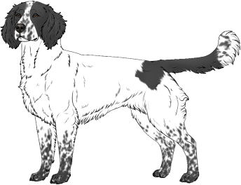 Random Dog