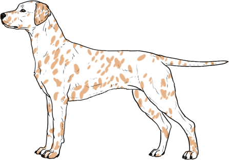 Random Dog