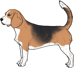 Random Dog