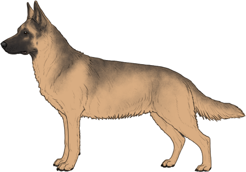 Random Dog