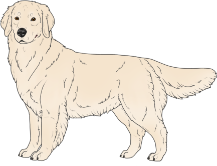Random Dog