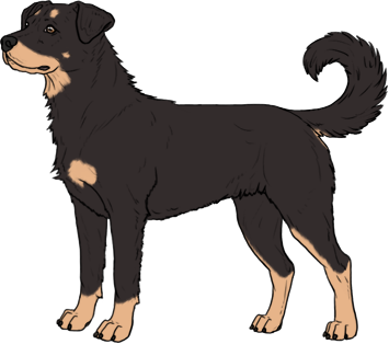 Random Dog