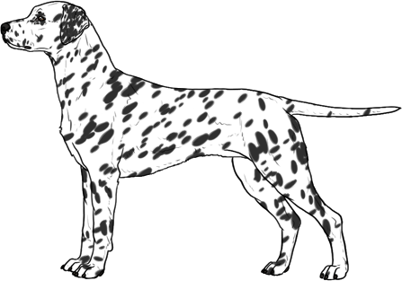 Random Dog