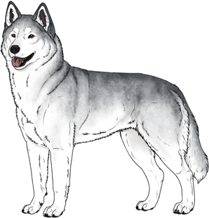 Random Dog