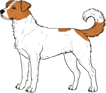 Random Dog