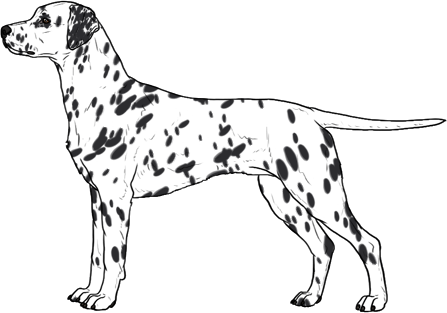 Random Dog