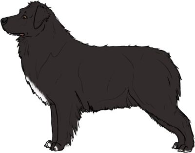 Random Dog