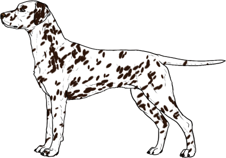 Random Dog