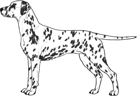 Random Dog