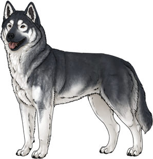 Random Dog