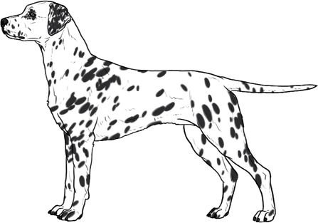 Random Dog