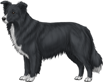 Random Dog