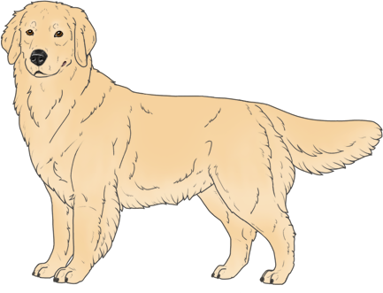 Random Dog