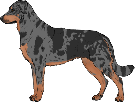 Random Dog