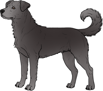Random Dog