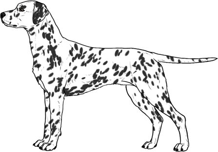 Random Dog