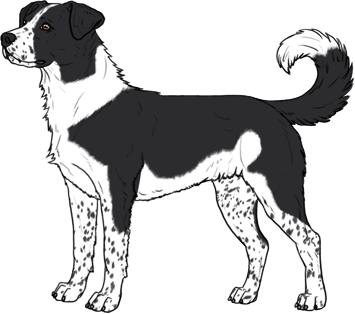 Random Dog