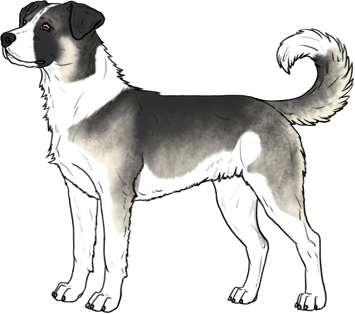 Random Dog