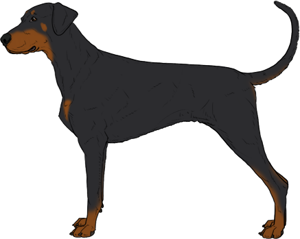 Random Dog