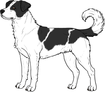 Random Dog