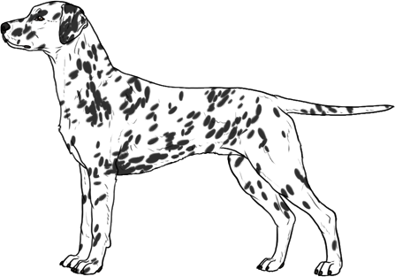 Random Dog
